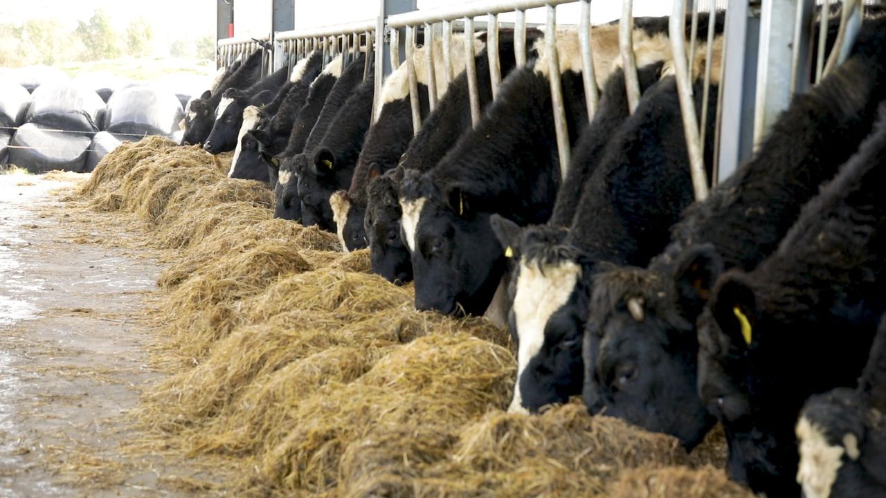Teagasc Green Acres Calf to Beef: What was the financial performance of the 10 farms?