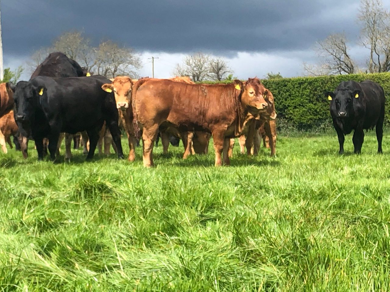 Irish weanling exports plunge by over 20% on last year