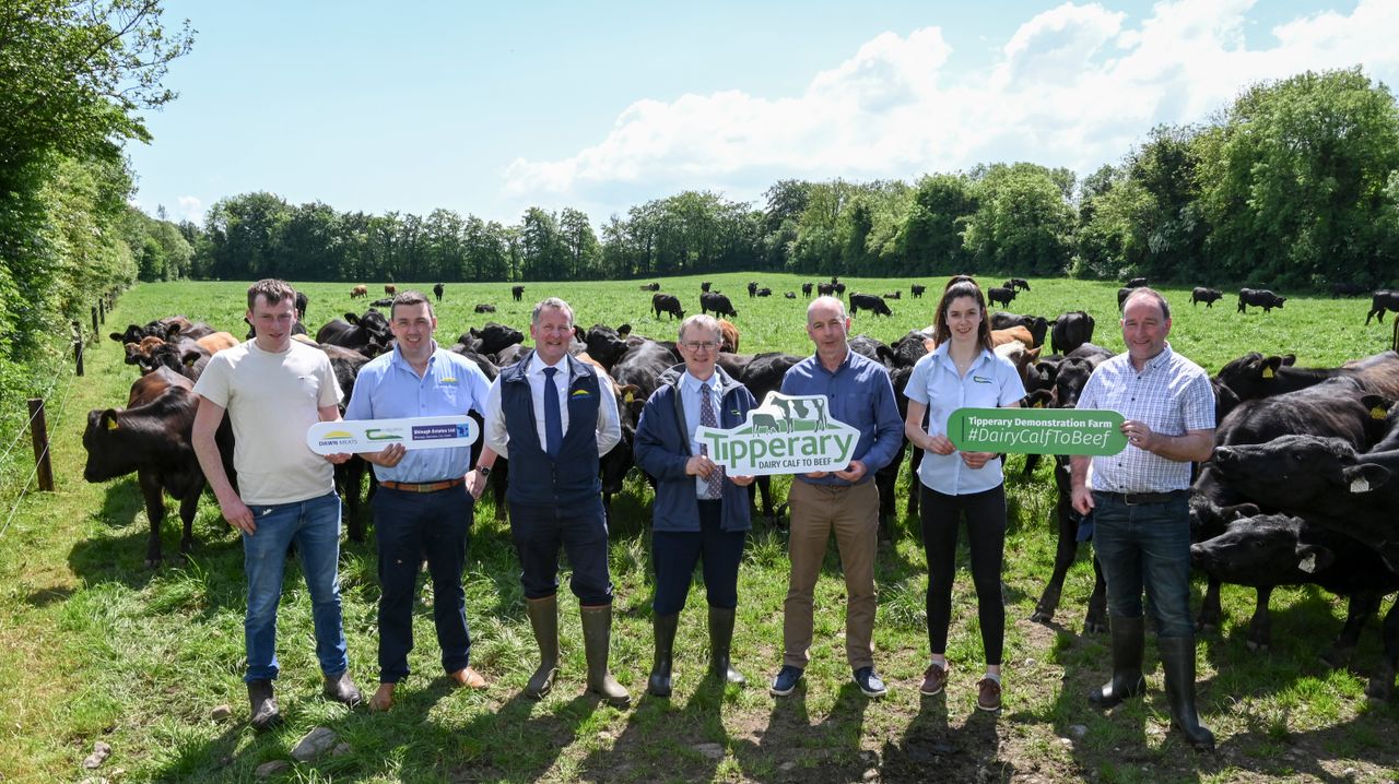 Dairy calf to beef demo farm in Fethard officially launched