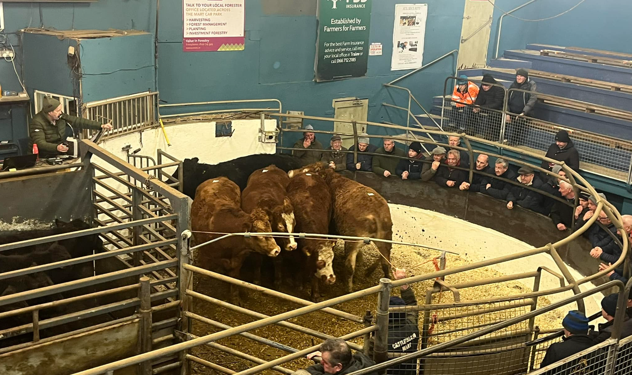 Mart report: Calf and cattle trade at Castleisland Mart