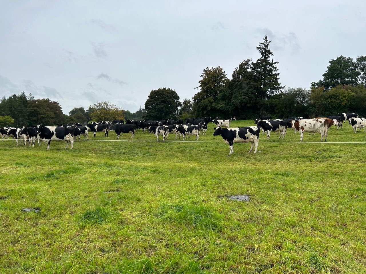 'Challenges coming down the tracks' for dairy - Tánaiste