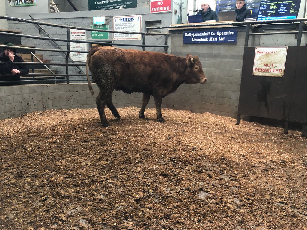 This 540kg Limousin-cross heifer sold for €1,770 or €3.28/kg