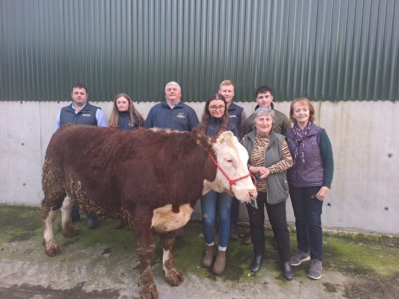Charity bullock bought by Kepak at Delvin Mart for €3,700