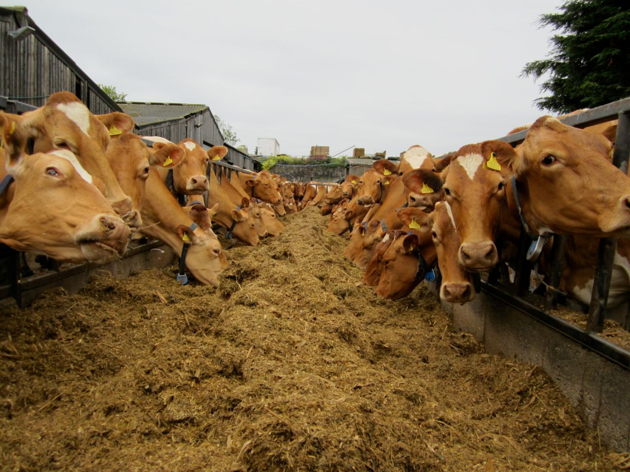 Get paid €17,500 to become a dairy farm manager