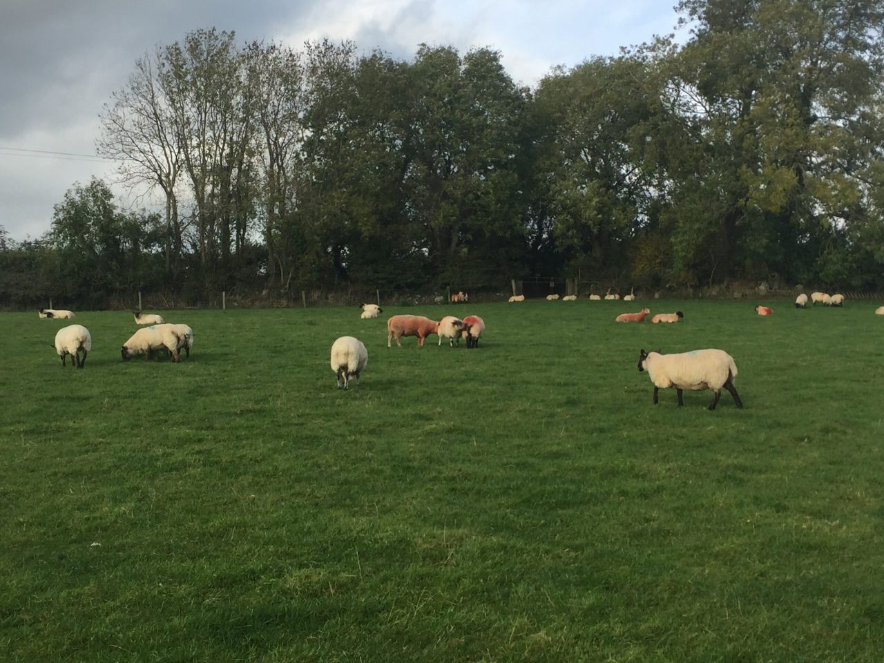 Striving for a €1,778/ha gross output with an 'uncomplicated' sheep system