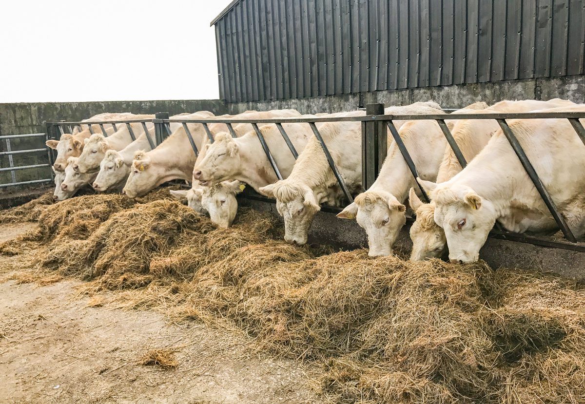 What should I feed my spring-calving cows and heifers this winter?