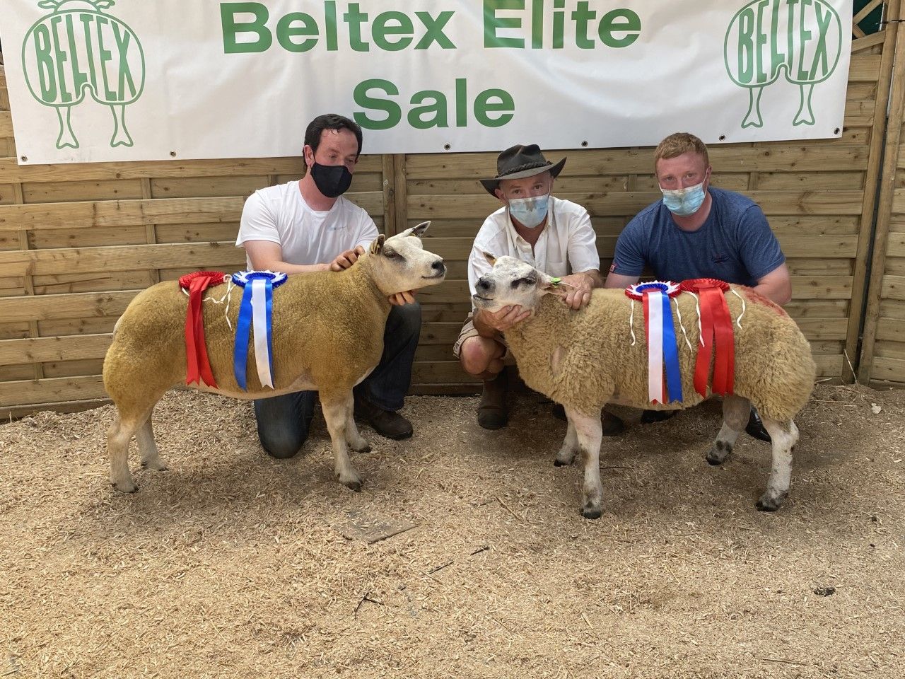Belgian Beltex Elite Sale sees a shearling ewe top it at €1,740