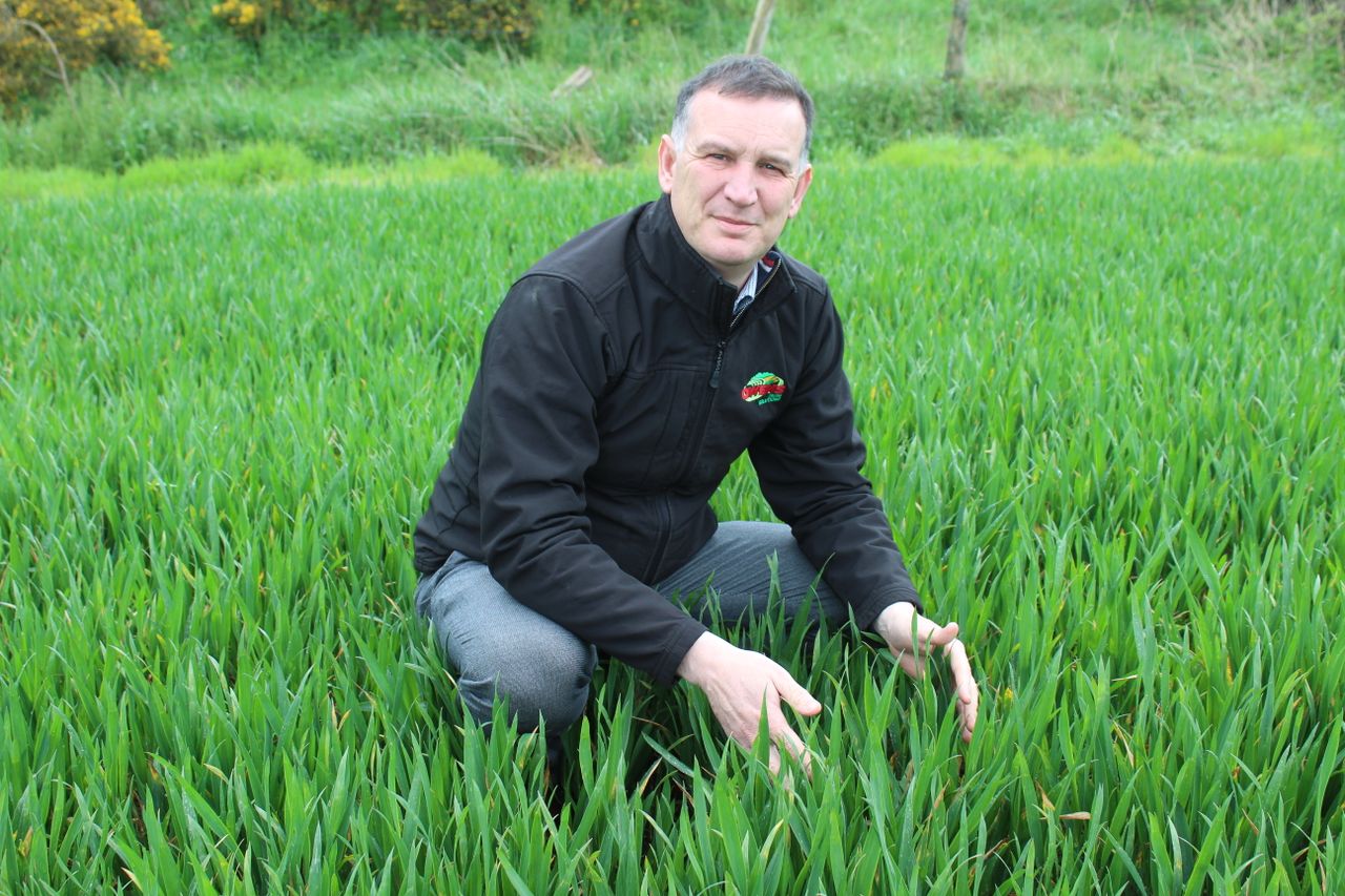 Rhynchosporium now present in winter barley crops