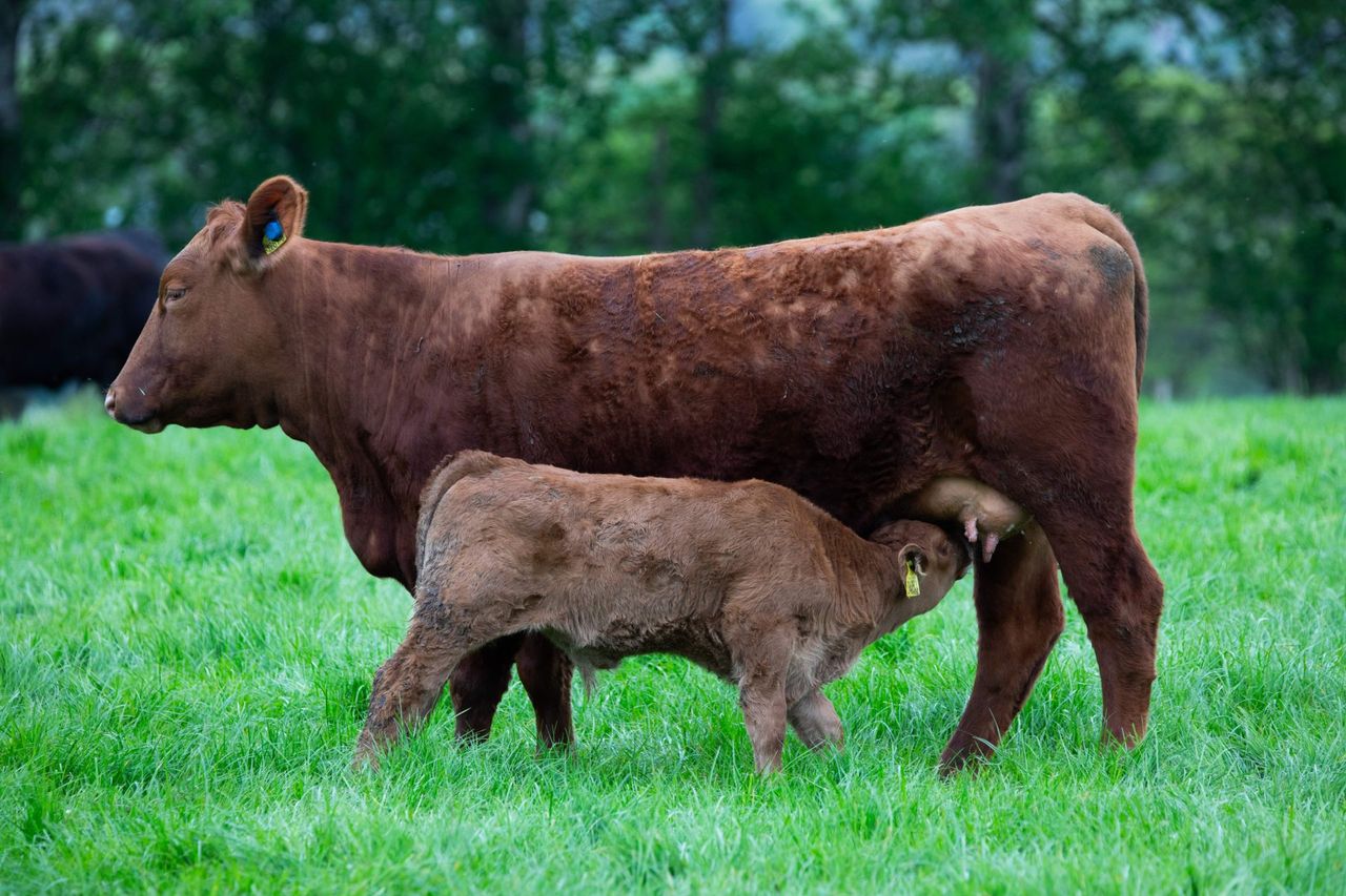 Tips for autumn-calving suckler farmers to keep in mind