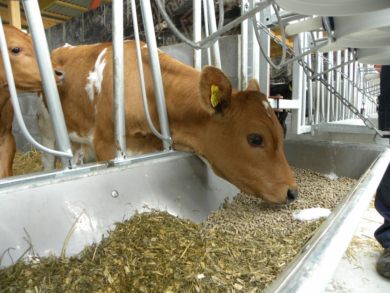 Have you got all the essentials for calving this year?