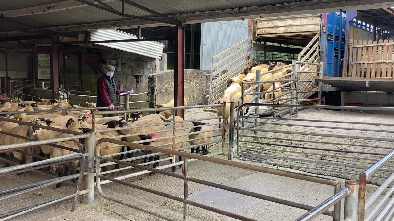 Sheep kill: 136,000 less sheep processed compared to this time last year