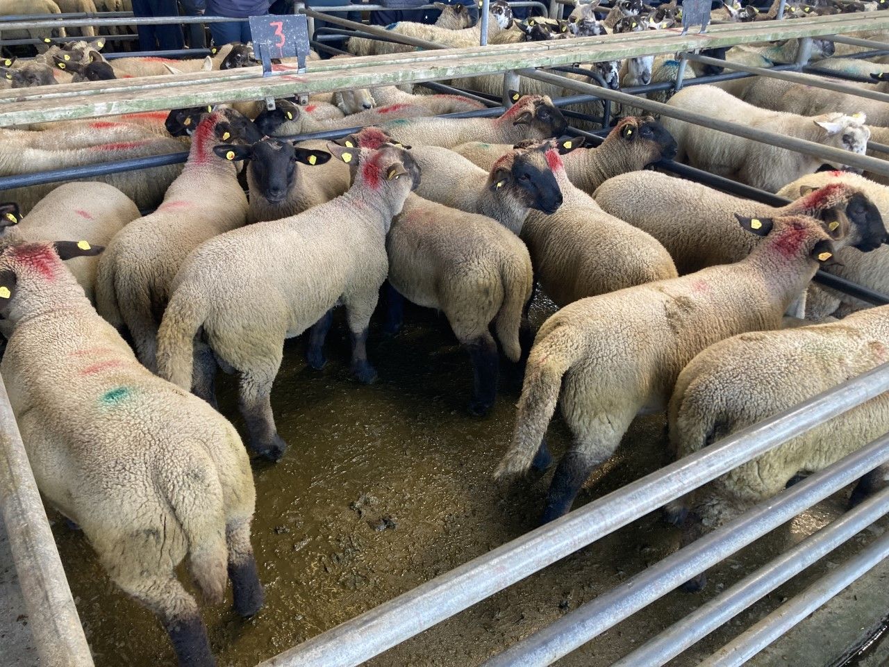 Sheep trade: Lamb prices steady coming into this week