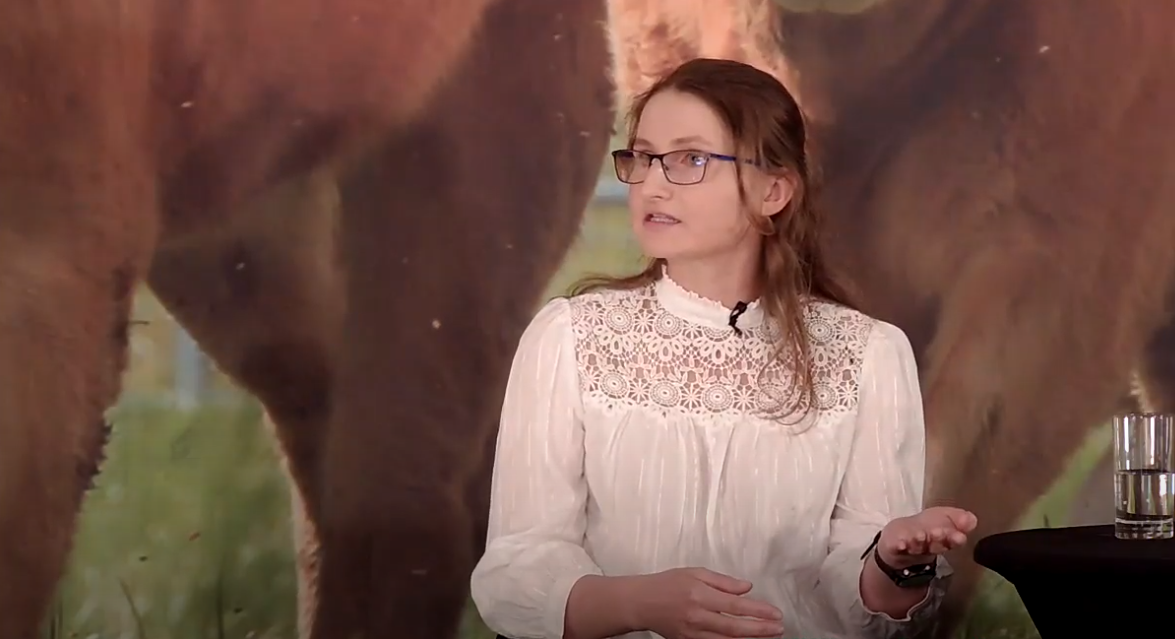 How does the Dairy Beef Index work?