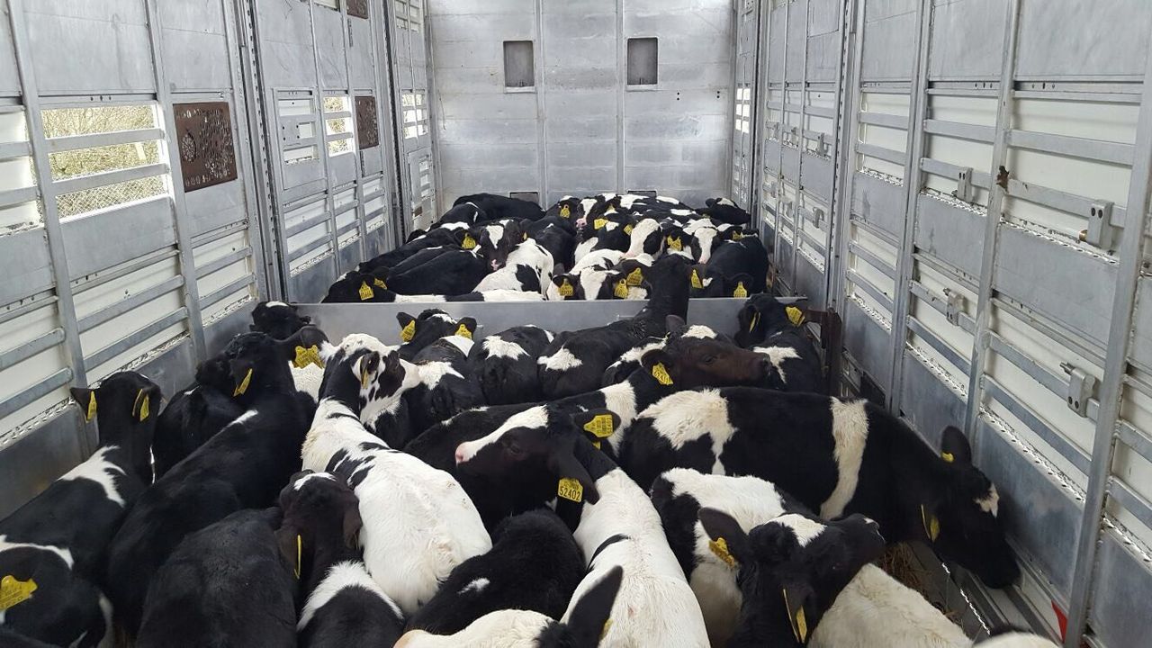How to prevent coccidiosis in calves