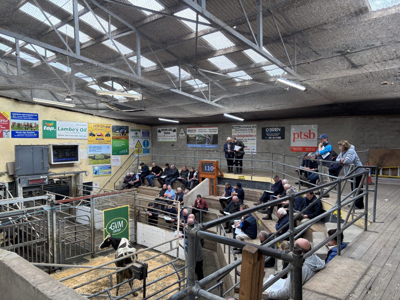 In-calf cows average €2,469/head at Tullamore dispersal sale