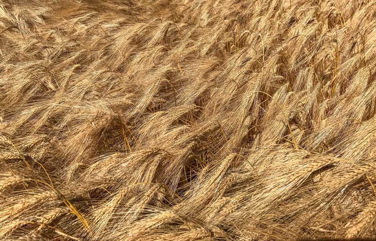 Dairygold grain prices welcomed by IFA