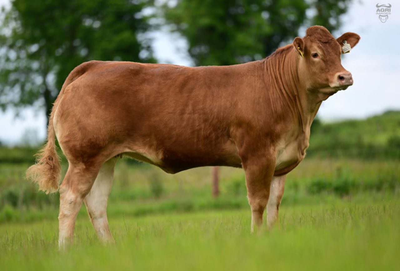 'Taylorswift' heifer tops trade at Ernevalley Emeralds sale
