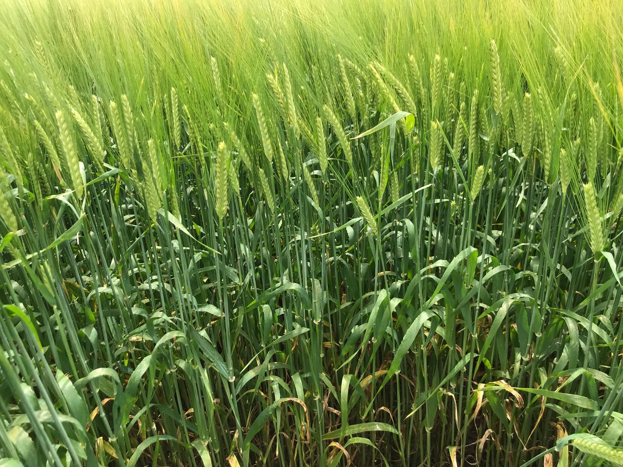 Key breakthrough in developing ‘gene edited’ barley
