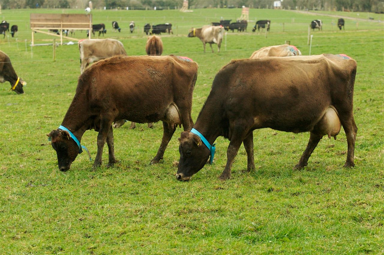 Has Ireland dodged a dairy bullet?