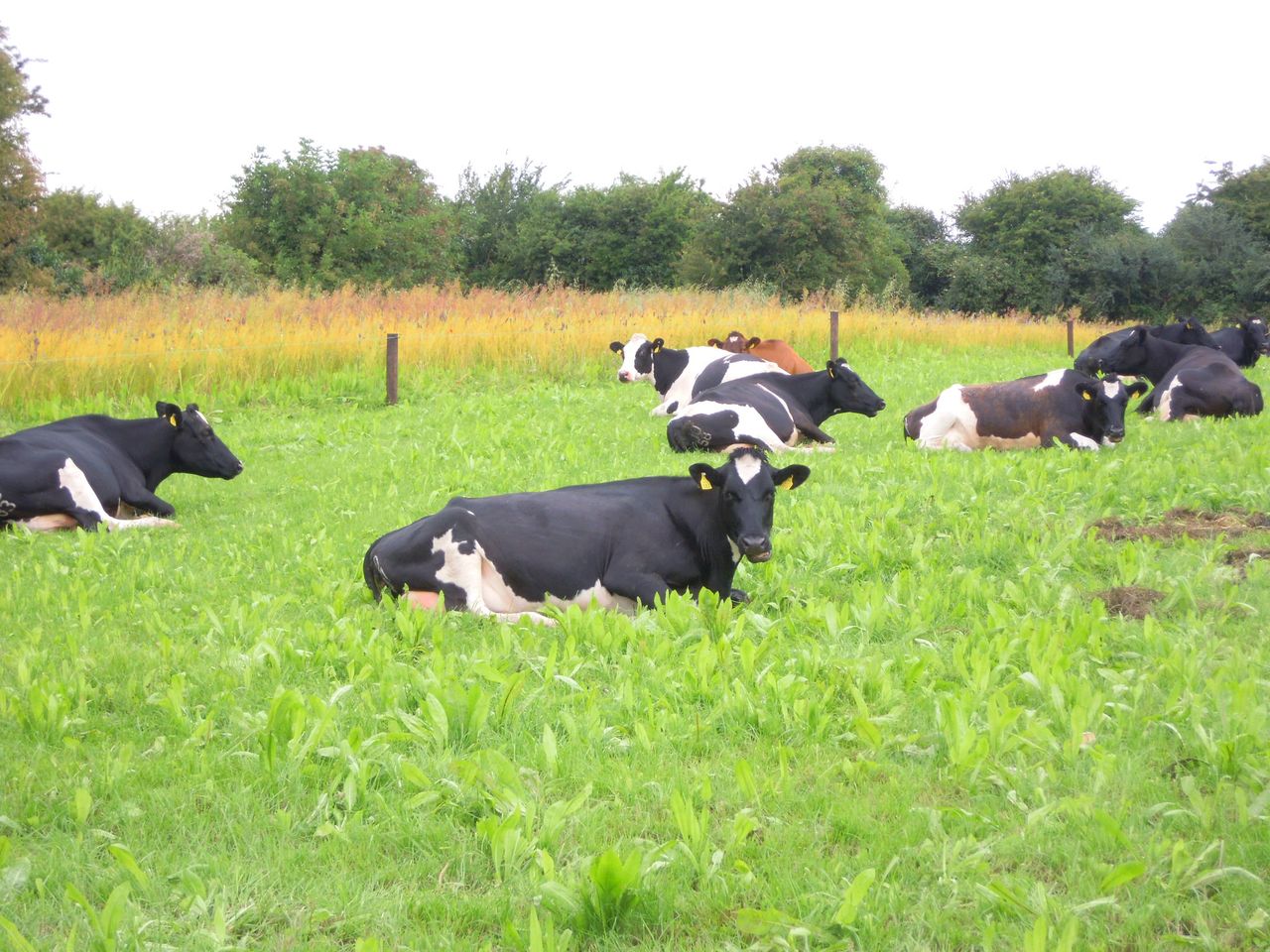 'More tools are needed to manage volatile milk markets'