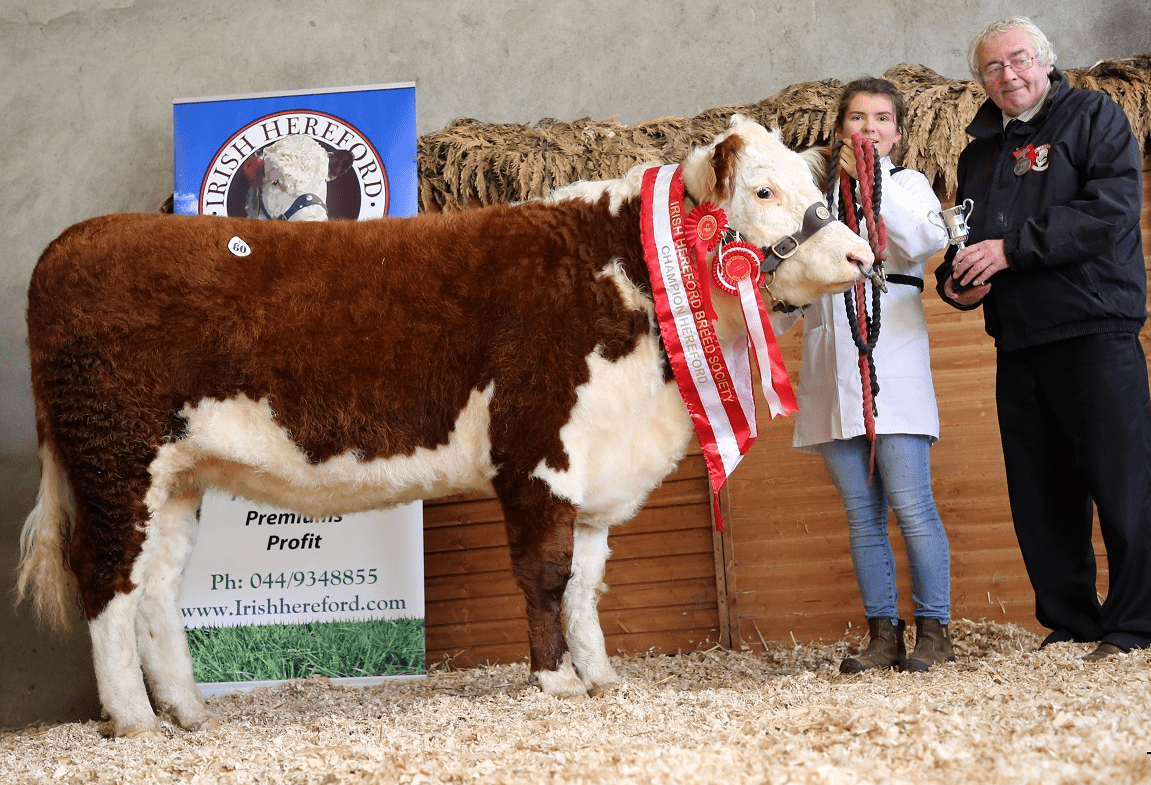 Pics and prices: Hereford Premier Autumn Sale