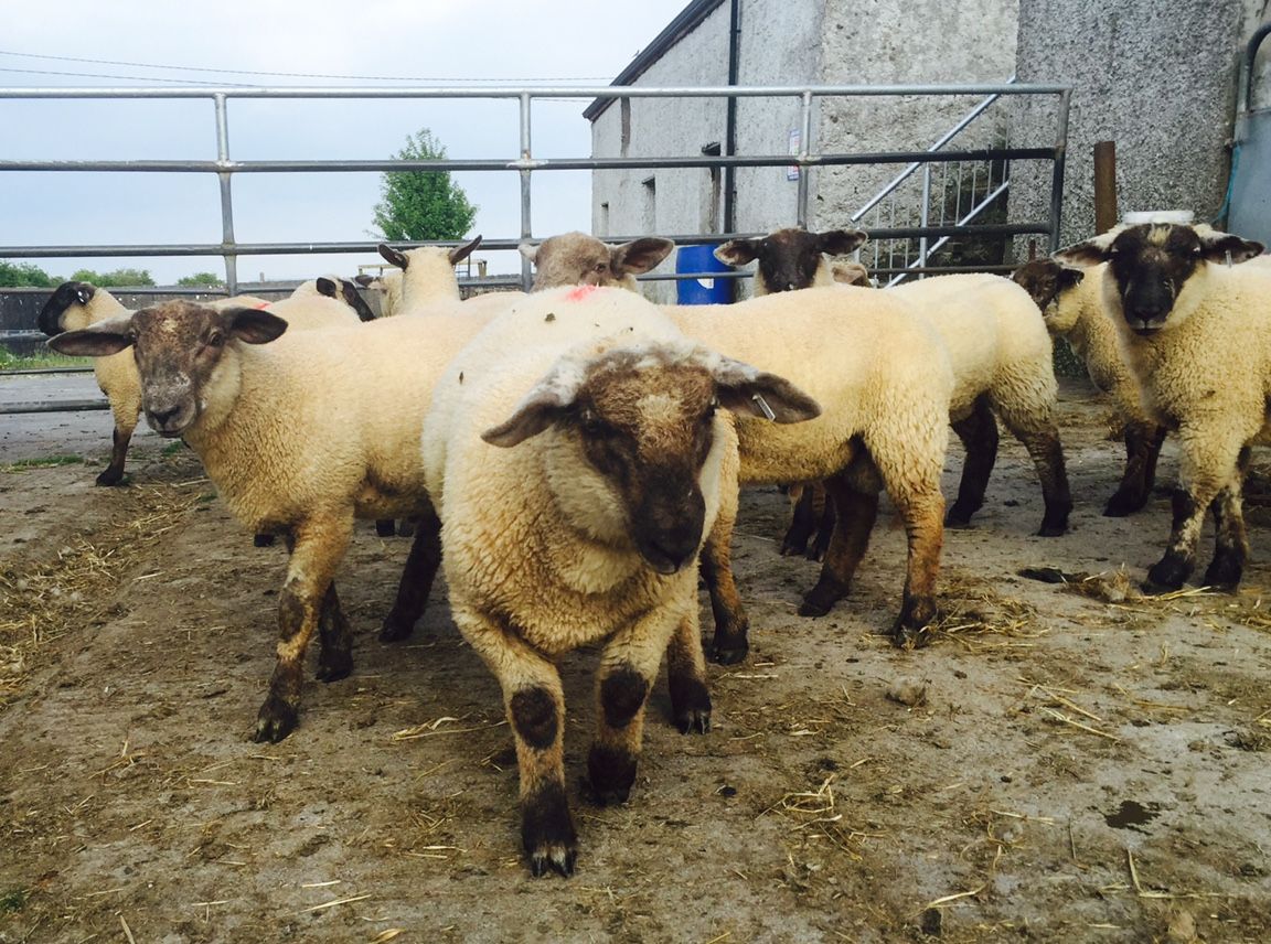 Some improvement in lamb trade as the EID festival approaches