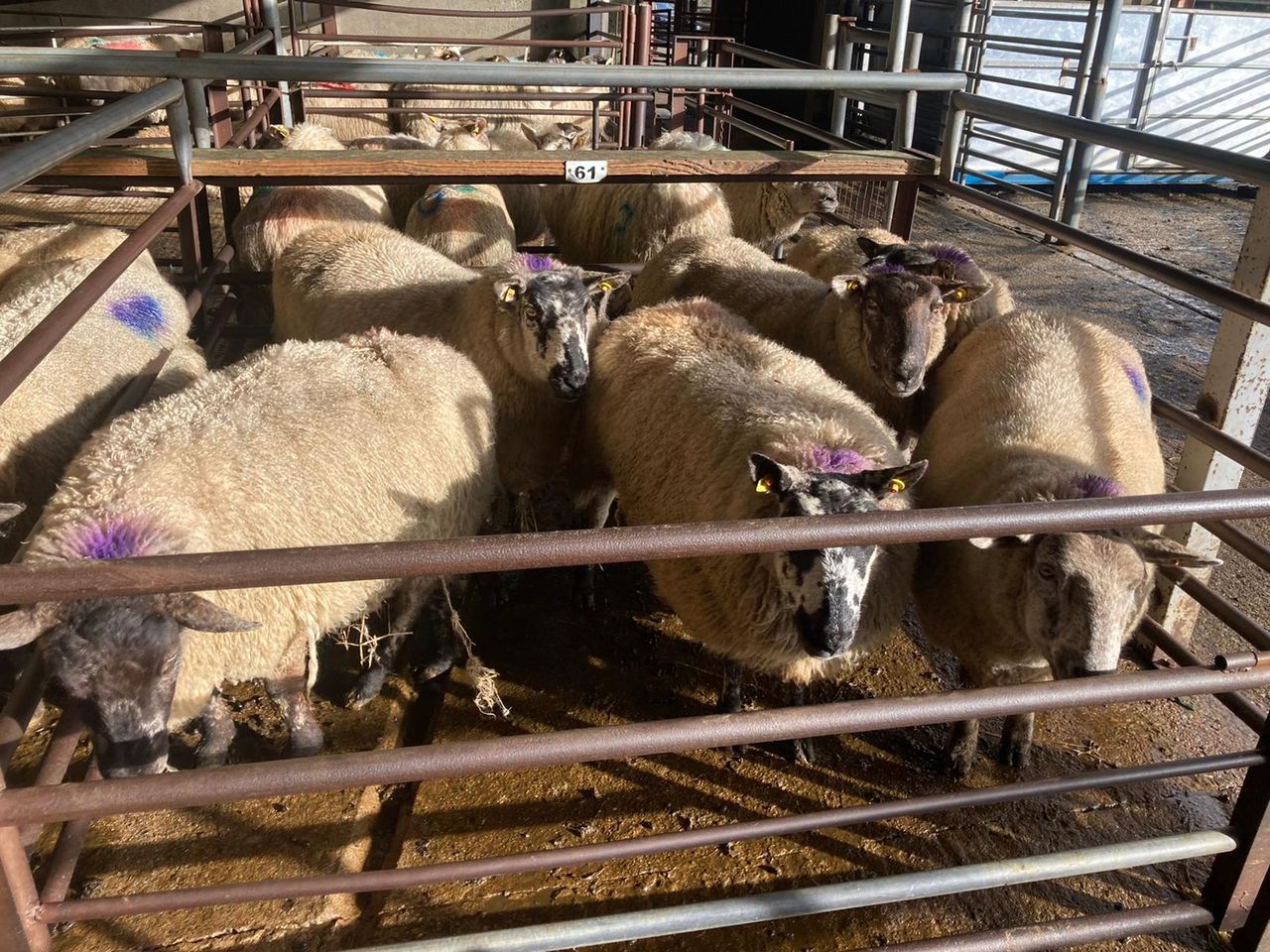 Dispersal sale of in-lamb ewes at Dowra sell up to €245/head