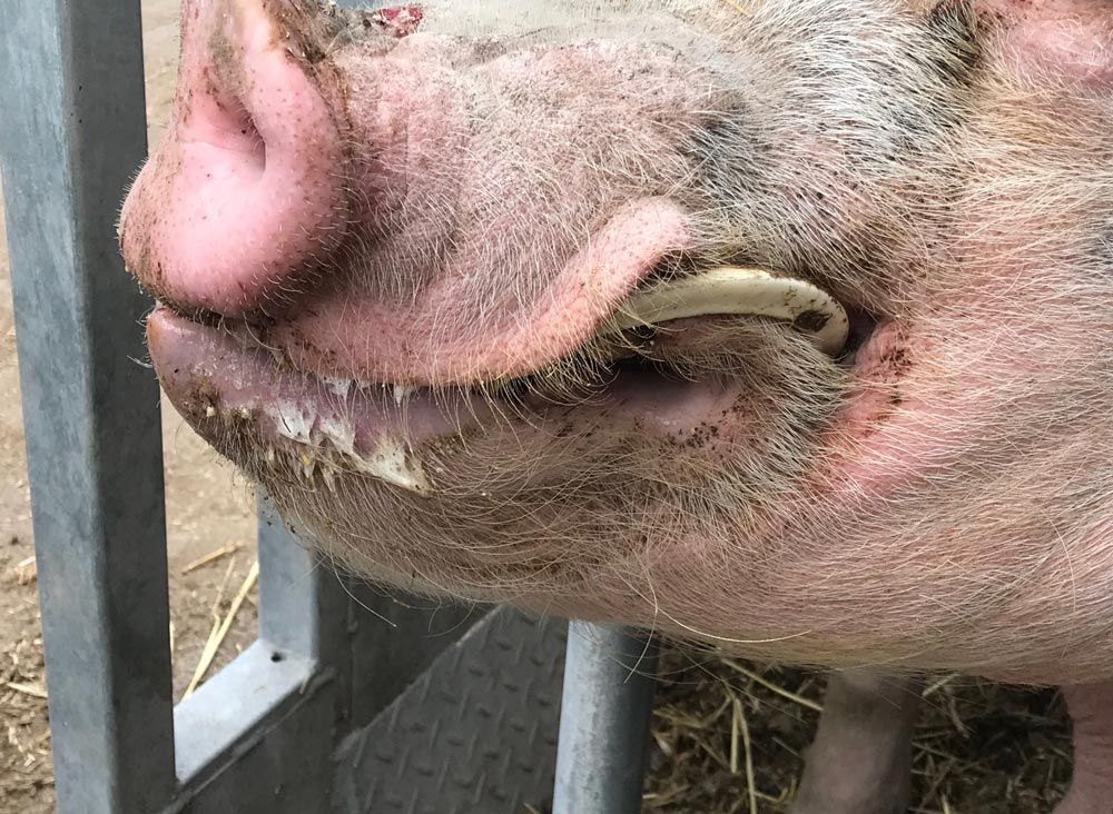 UK animal charity wound up amid allegations of 'serious mismanagement'