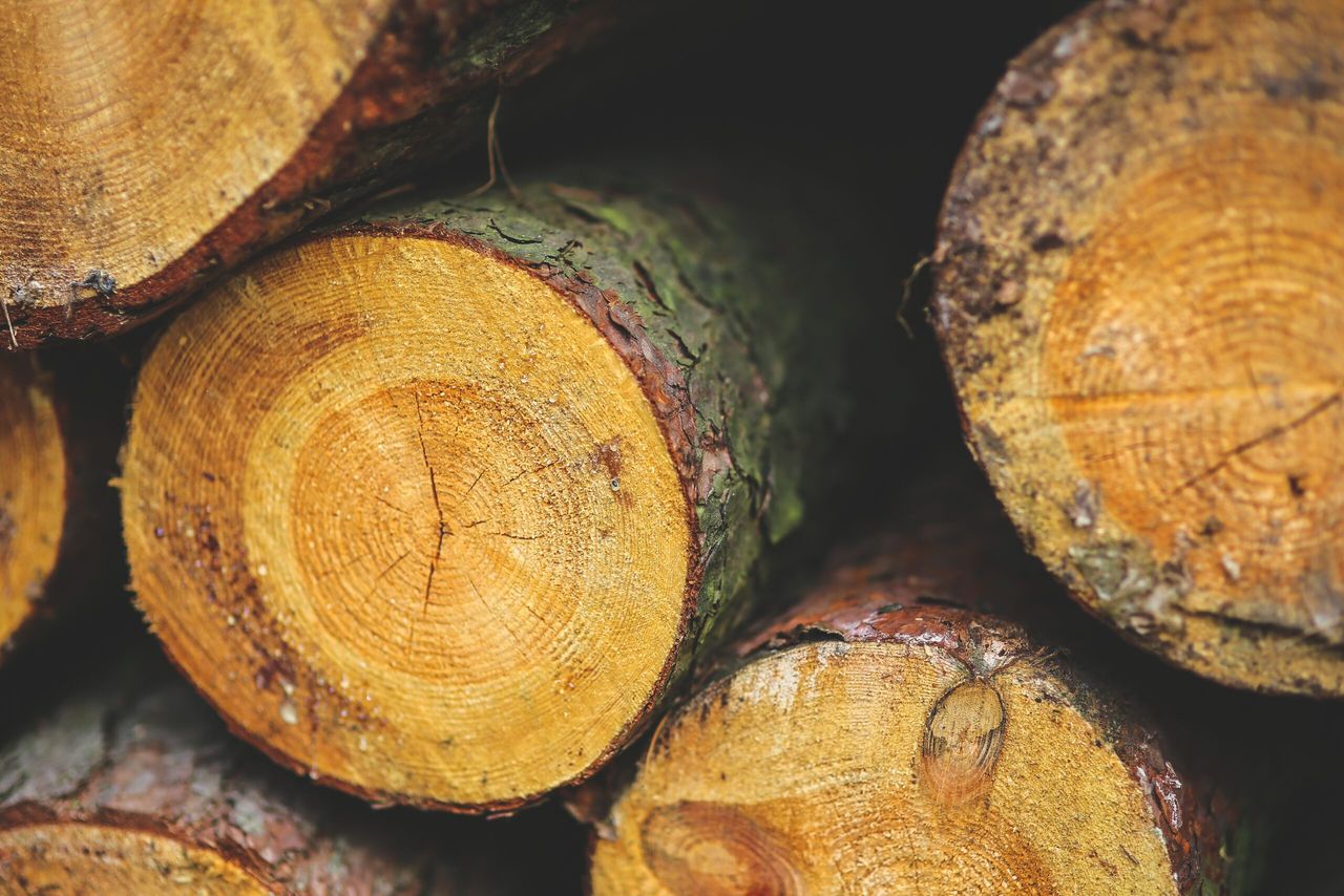 New Forestry Programme worth €1.3 billion announced