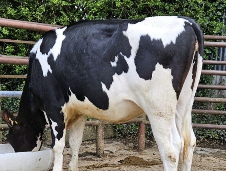 Prices reach 4,600gns at Carnaross dairy sale