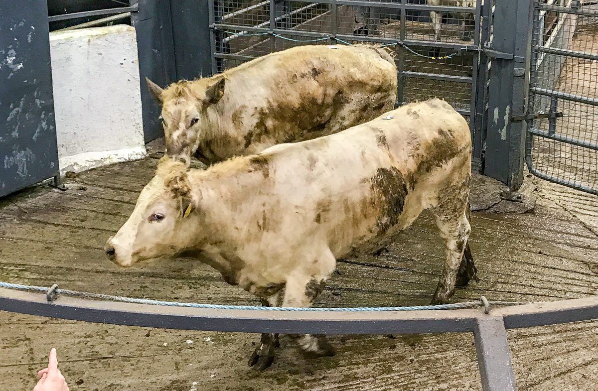 Pics and prices: Bullocks sell to a top price of €1,780 at Carnaross Mart