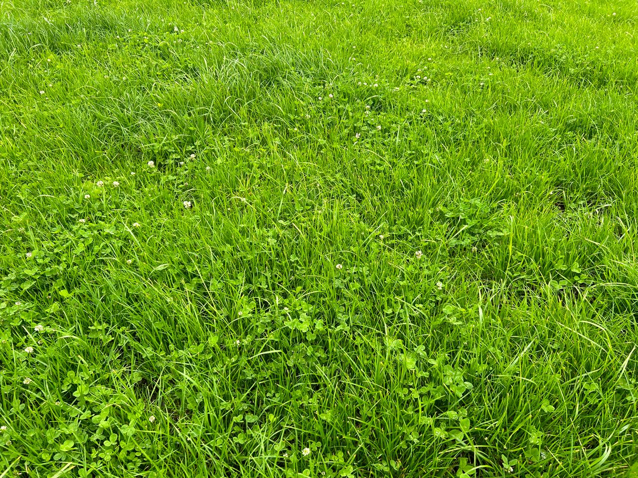 Now is a good time to correct soil fertility