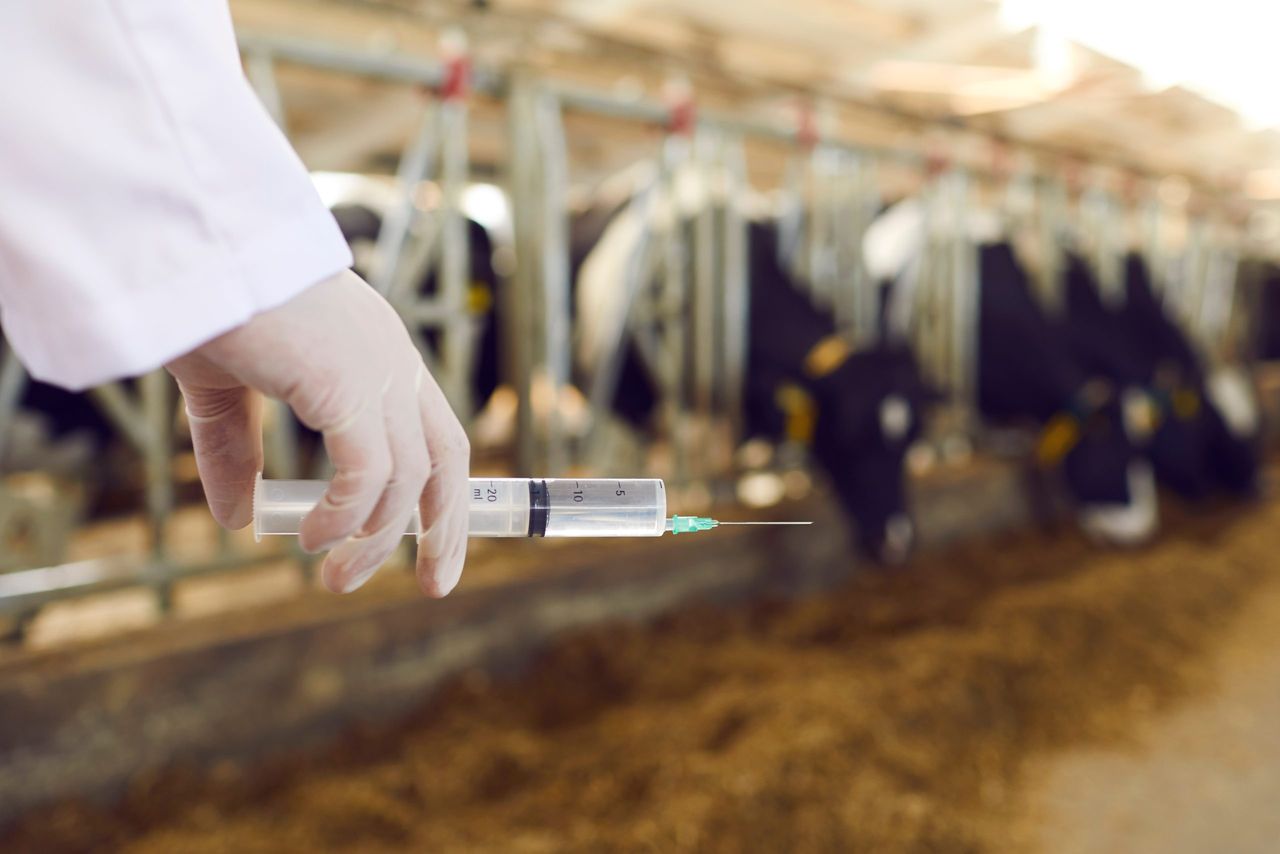 Over 4 million bluetongue vaccine doses supplied to vets across Ireland
