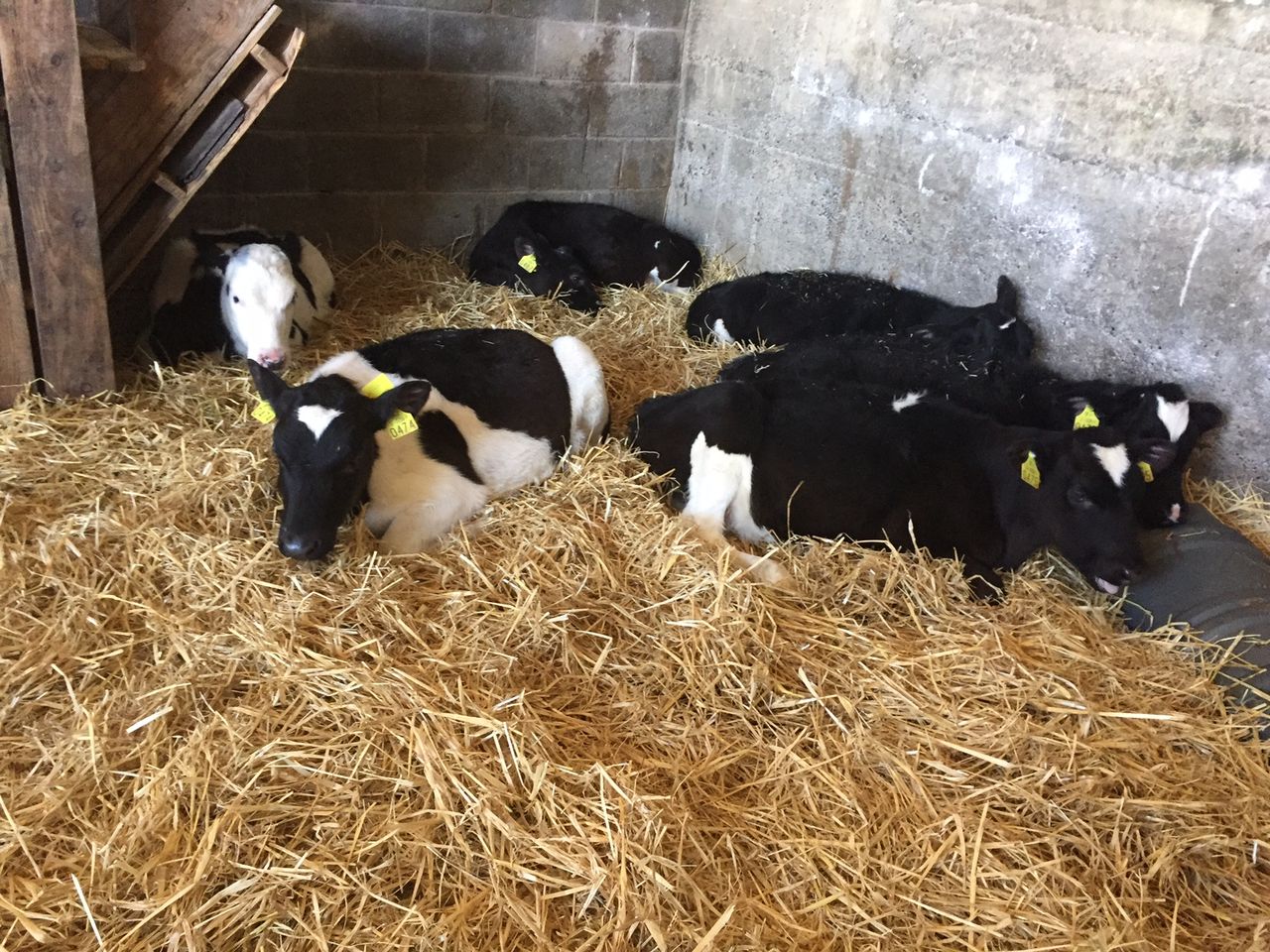 Dairy beef scheme: Max number of eligible calves per farmer confirmed