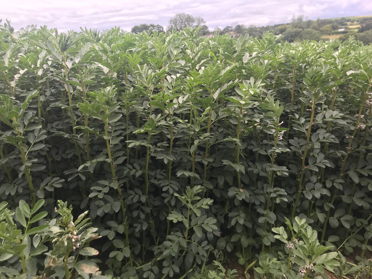 Teagasc seeks researcher for EU plant protein project