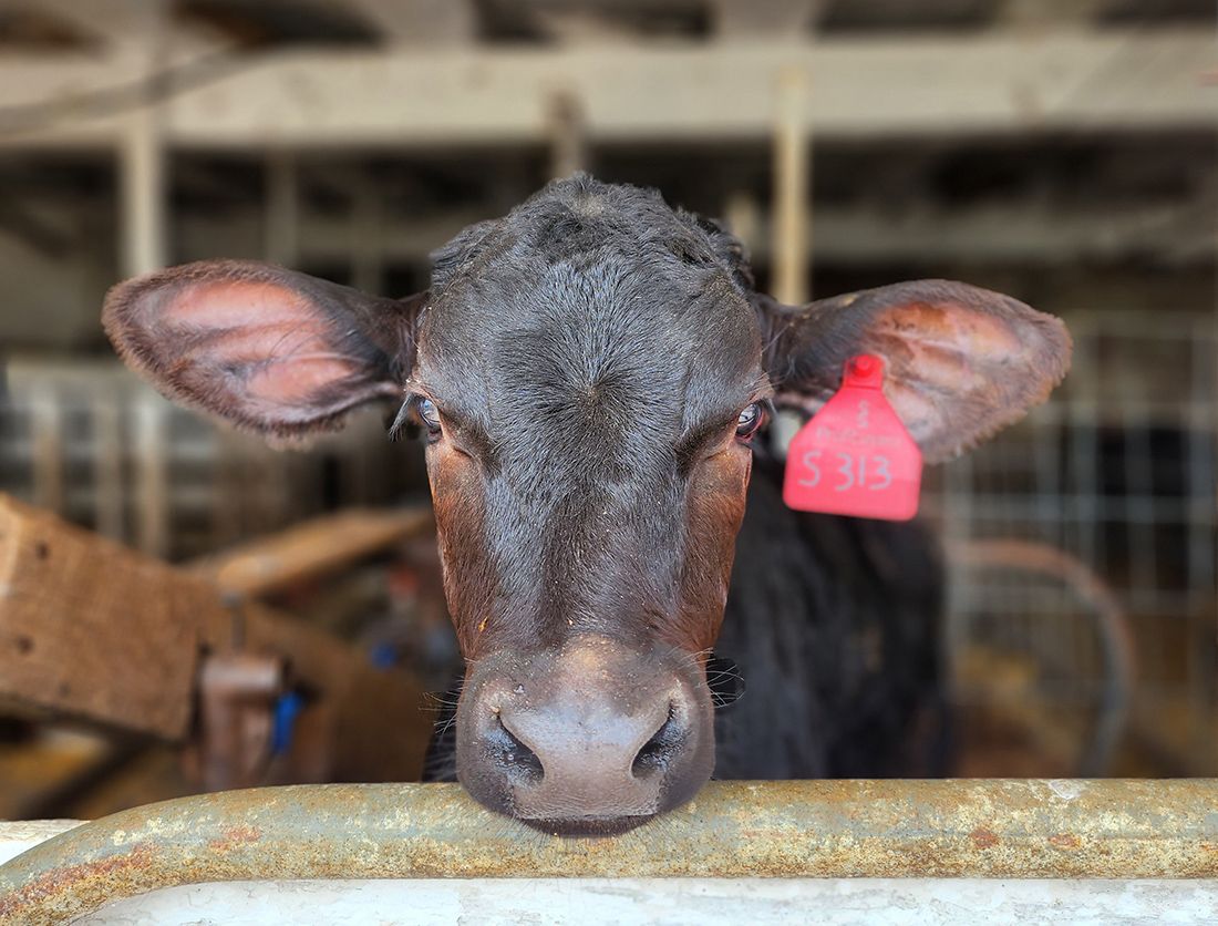 Autumn breeding: How to improve your herd's beef merit