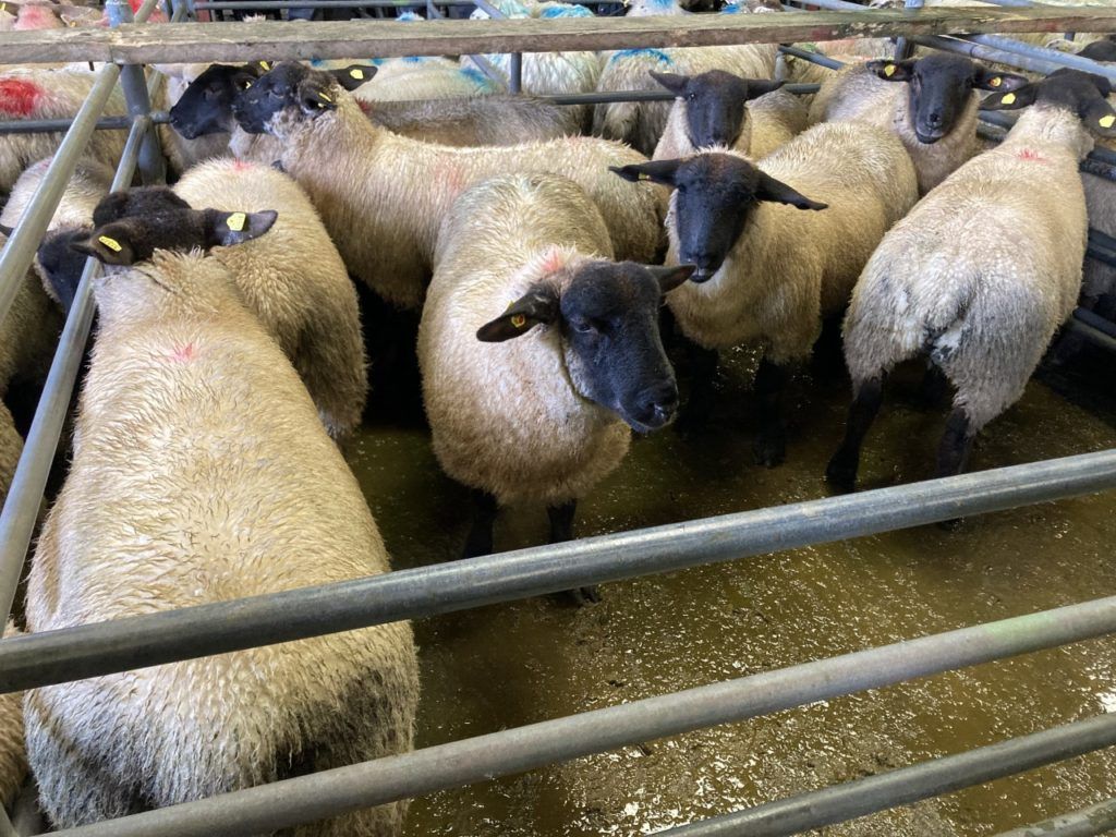 Prices continue to rise, but 'dirty lambs' still an issue
