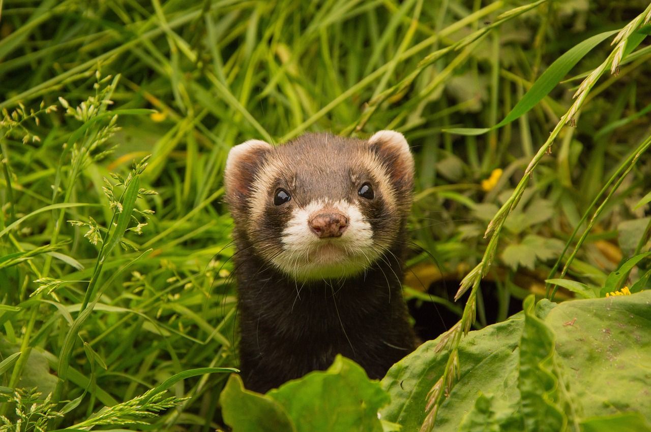 100 ferrets have been caught on Rathlin Island