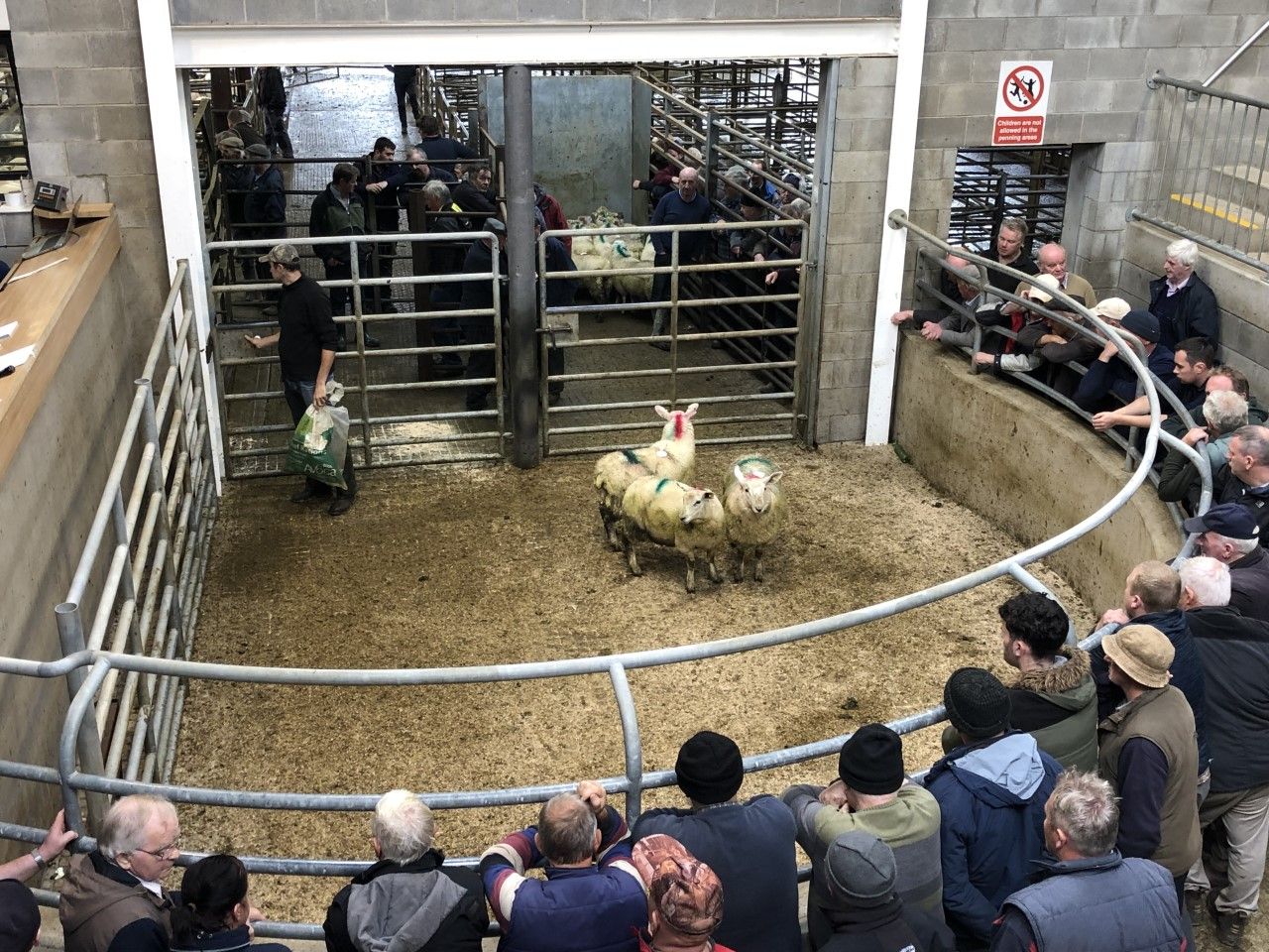 More beef farmers dipping into the store lamb market as 'cattle are too dear at present'