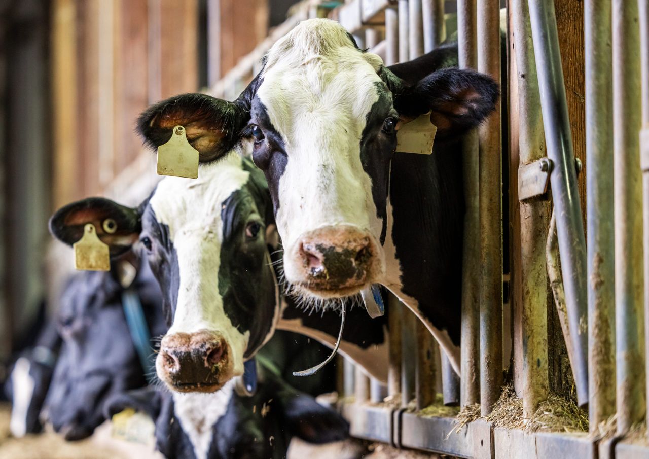 Dealing with abortions in run-up to spring calving