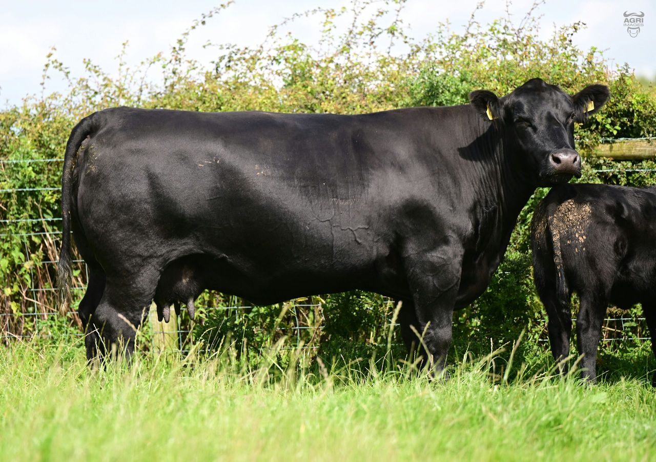 Sale report: Top prices from Island Farm Angus dispersal