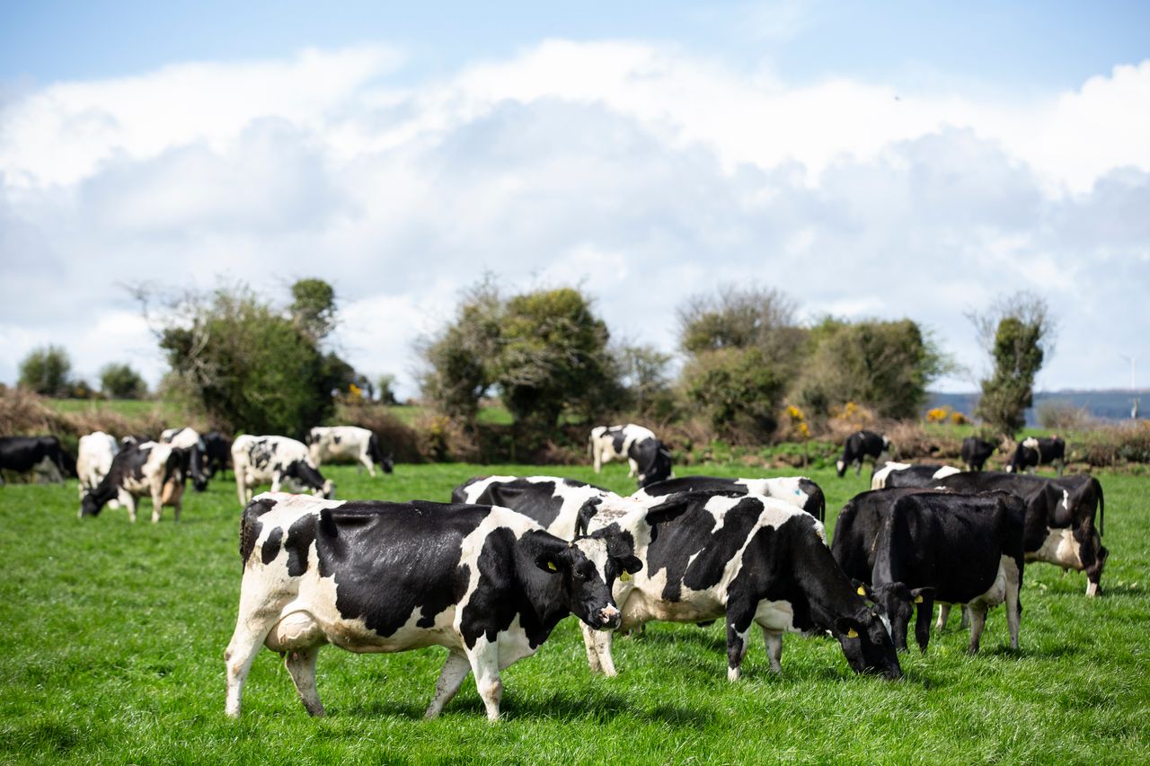 Beat the drop: A guide to grassland management