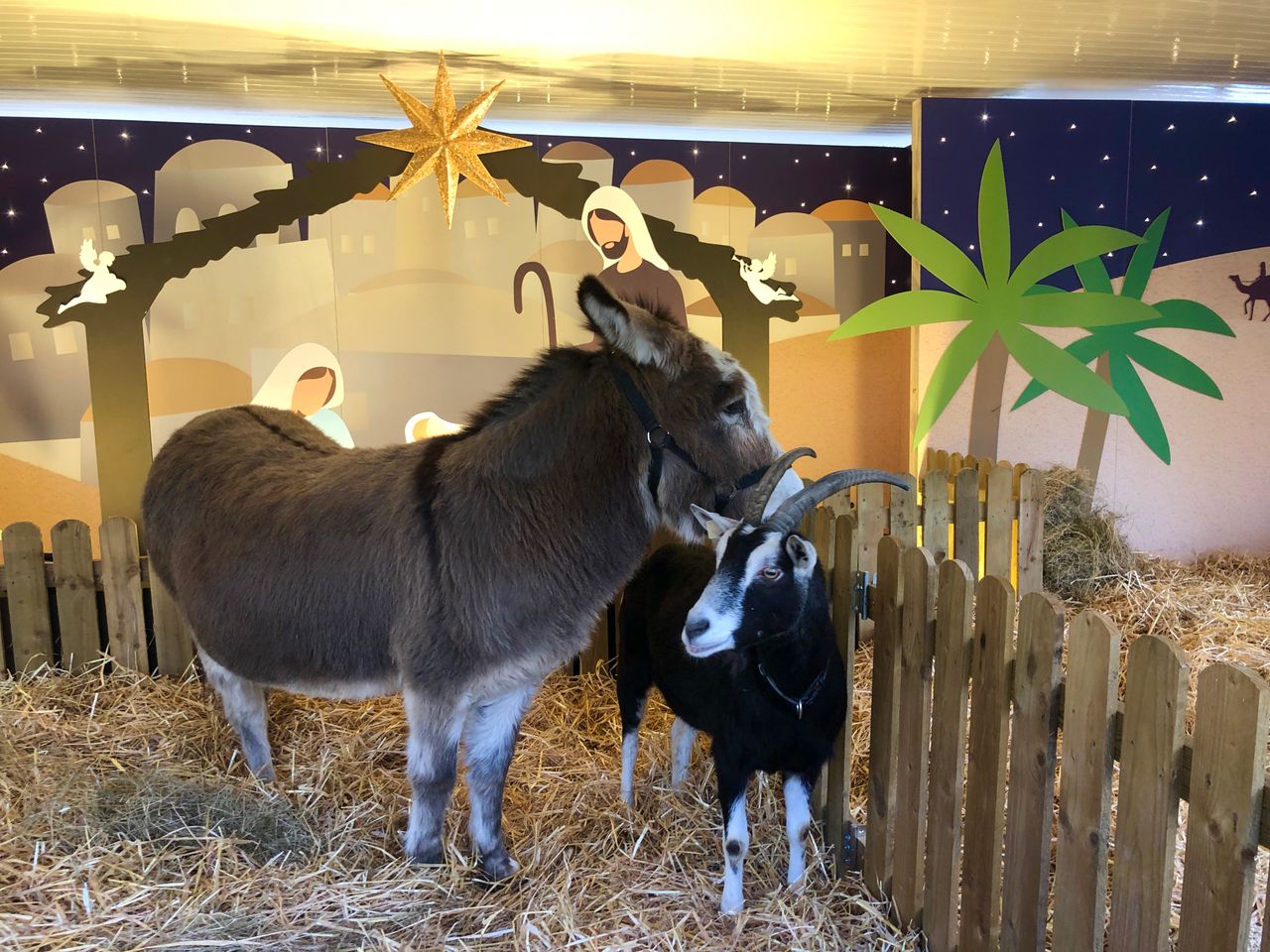 Live animal crib set to return to Dublin's Mansion House