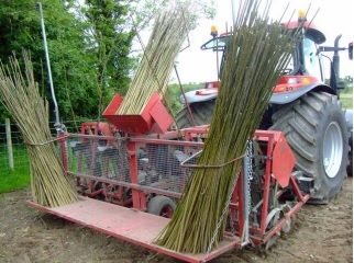 New Government backed willow scheme under consideration