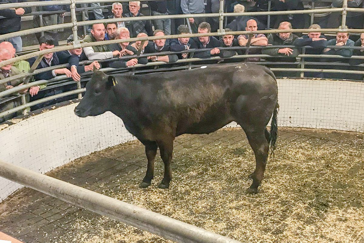 8,000-head Kazakhstan heifer contract lost to Australian-based exporters