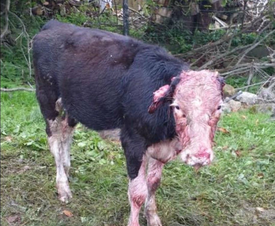 GRAPHIC: Weanling put down and another injured following dog attacks