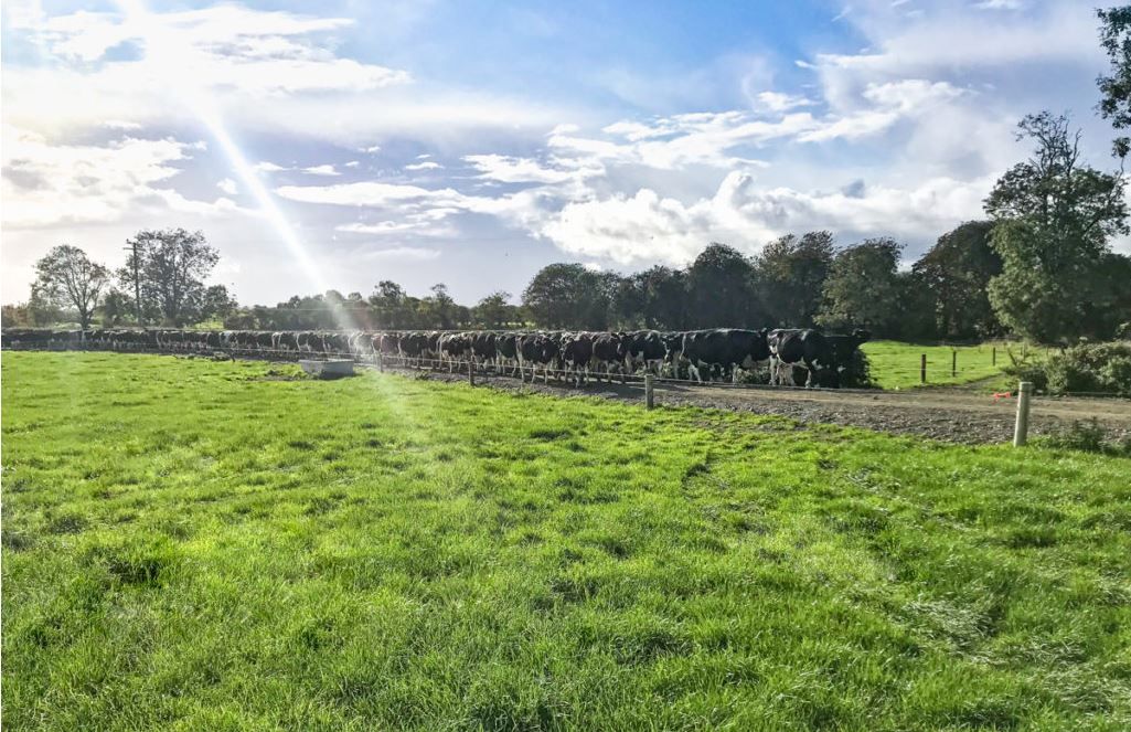 DAFM issues €3.13m in BISS and CRISS payments