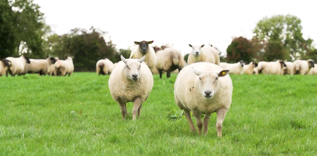 Sheep trade prices raised with MII at Oireachtas committee