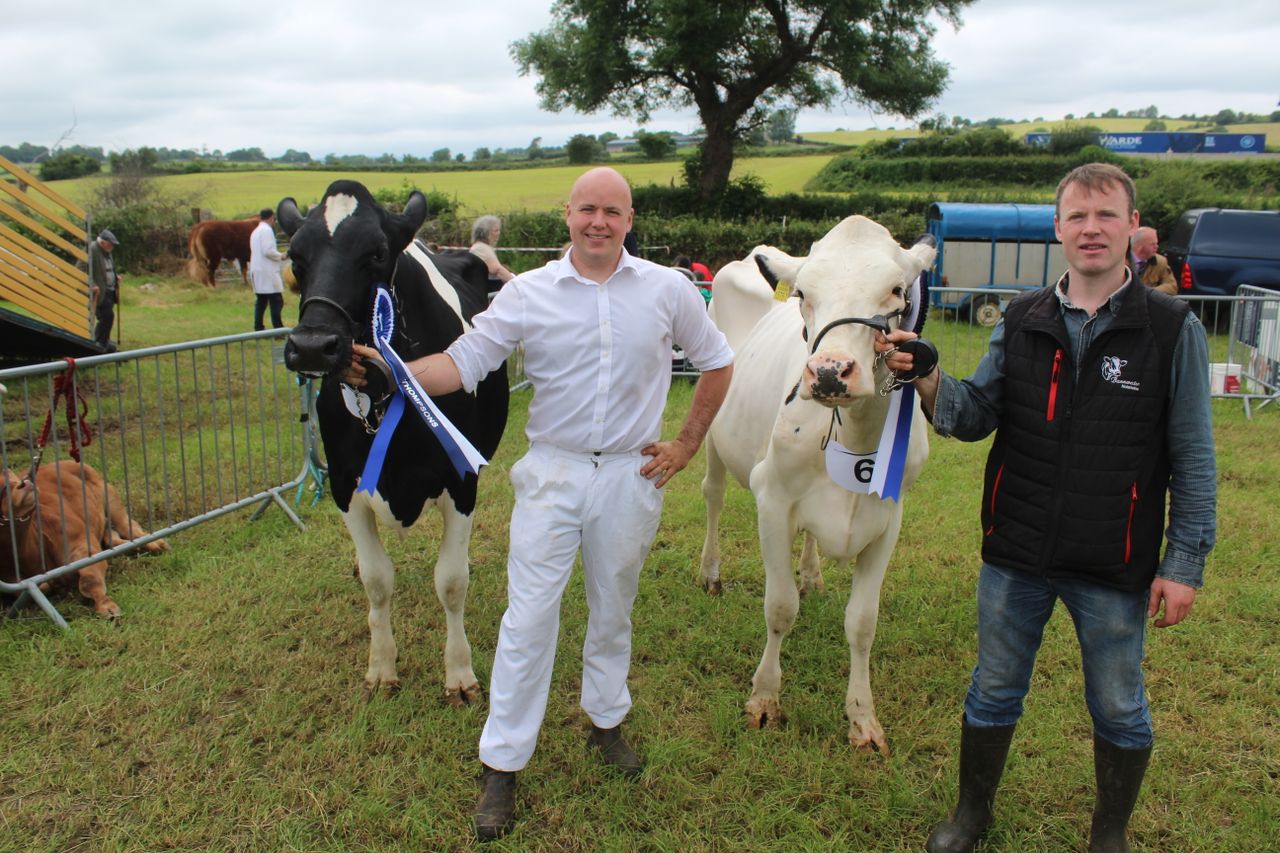 Jersey cow wins dairy inter-breed title at Newry Show