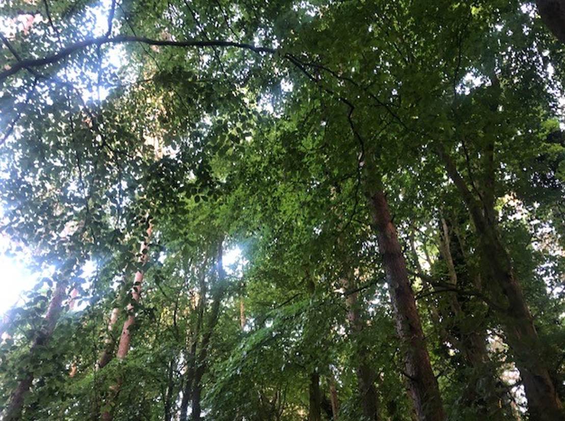 DAFM to conduct 'sample review' of property sales in Coillte